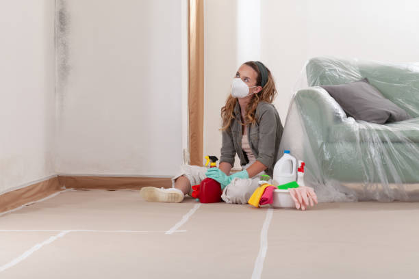 Reliable Mold Cleanup contractor in Ashland, IL by Cheap Mold Removal
