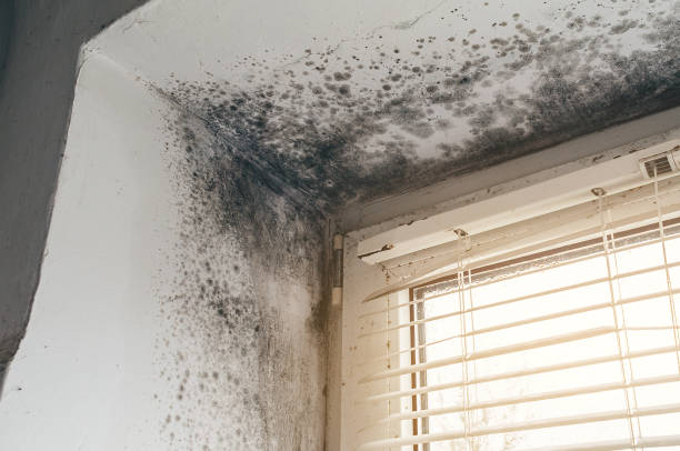 Affordable Mold Cleanup solutions in Ashland, IL